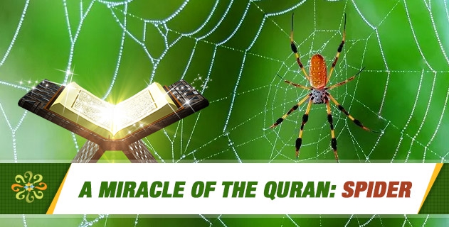 A Miracle of the Quran: Spider